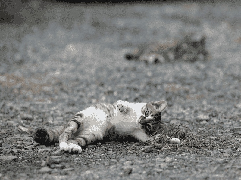 试管男方抽多少血（试管几个胚胎最好）——